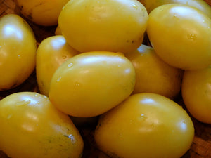 Old Ivory Egg Tomato