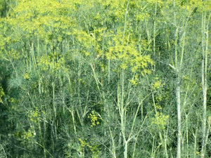 Old Ukrainian Dill - (Anethum graveolens)