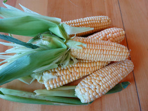 Orchard Baby Sweet Corn