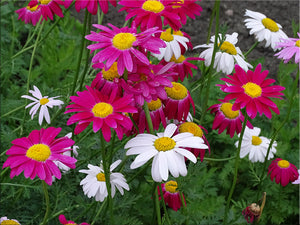 Painted Daisy Seeds - (Tanacetum coccineum)