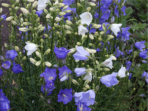 Peachleaf Bellflower (Campanula persicifolia)