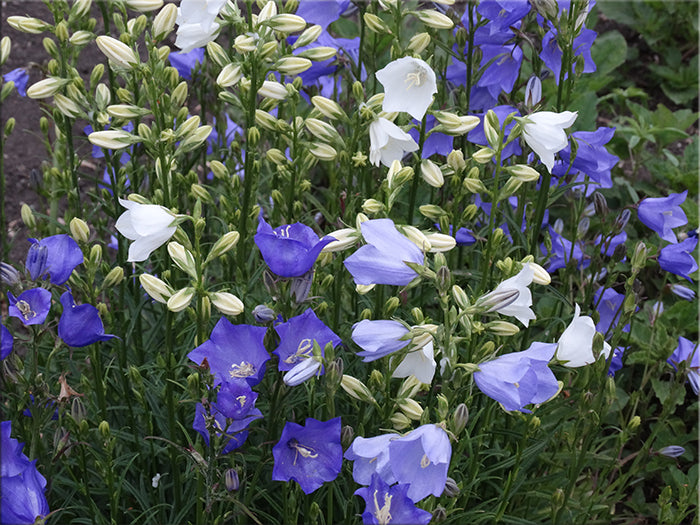 Peachleaf Bellflower (Campanula persicifolia)