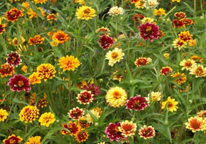 Persian Carpet Zinnia (Zinnia haageana)