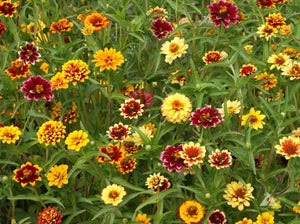 Persian Carpet Zinnia (Zinnia haageana)