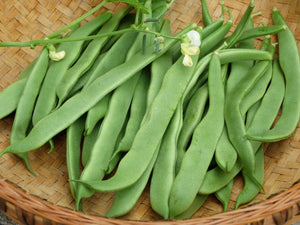 Pfaelzer Juni Bean