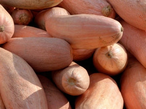 Pink Banana Squash (C. maxima)