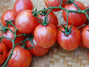 Pink Bumble Bee Tomato