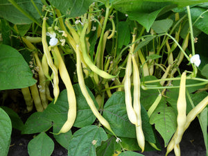 Pisarecka Zlutoluske Bean