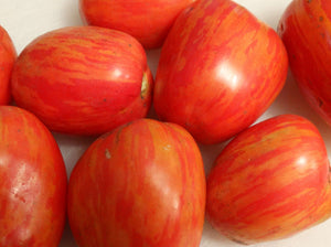 Plum Tigris Tomato