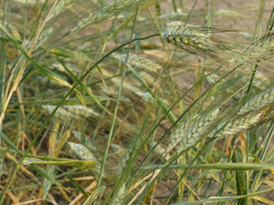 Polish Wheat