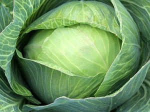 Premium Late Flat Dutch Cabbage (pre-1840)