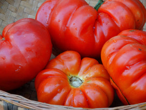 President Garfield Tomato (1892)