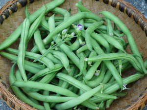 Heirloom Bean Seeds - Green/Purple Pod Bush (Snap)
