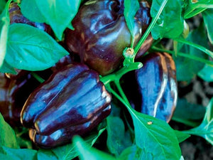 Purple Beauty Pepper