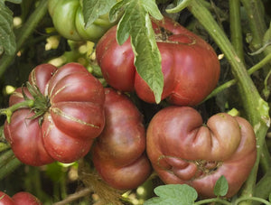 Purple Calabash Tomato