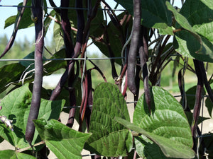Purple Peacock Bean