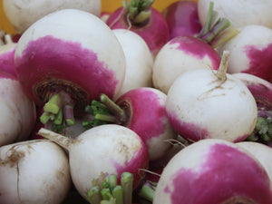 Purple Top White Globe Turnip (pre 1800's)