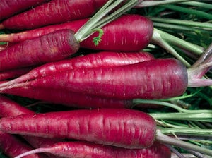 Purple Dragon Carrot