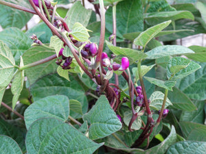 Purple Peacock Bean