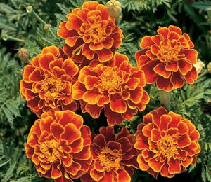 Queen Sophia Marigold