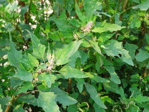 Red Aztec Spinach Huauzontle (Chenopodium berlandiera)