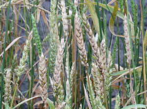 Red Fife Wheat  (1842)