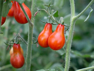 Red Fig Tomato (1700s)