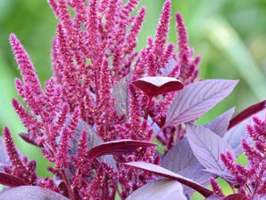 Red Garnet Amaranth