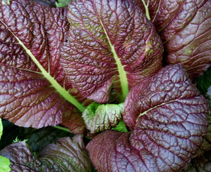 Red Giant Mustard Greens