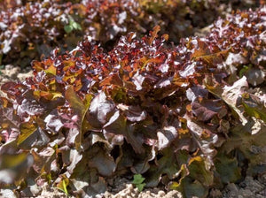 Red Oakleaf Lettuce