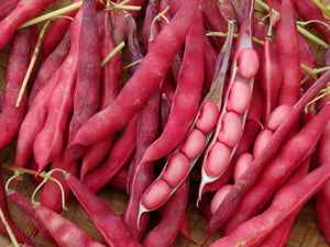 Red Peanut Bean