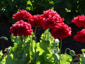 Red Peony Poppy