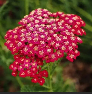 Red Yarrow