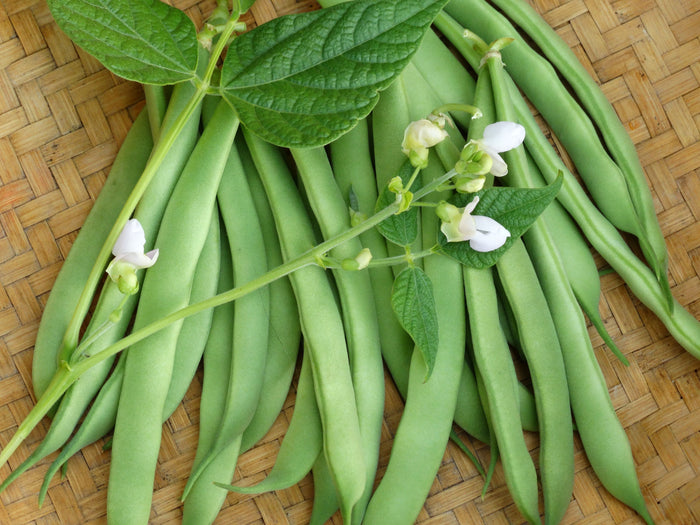 Red Valentine Bean (pre-1817)