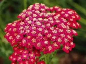 Red Yarrow