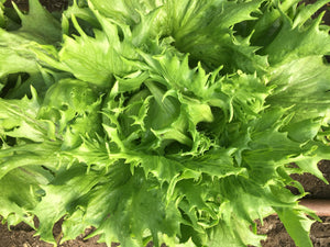 Reines des Glaces Lettuce