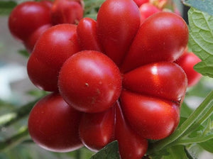 Reisetomate Tomato