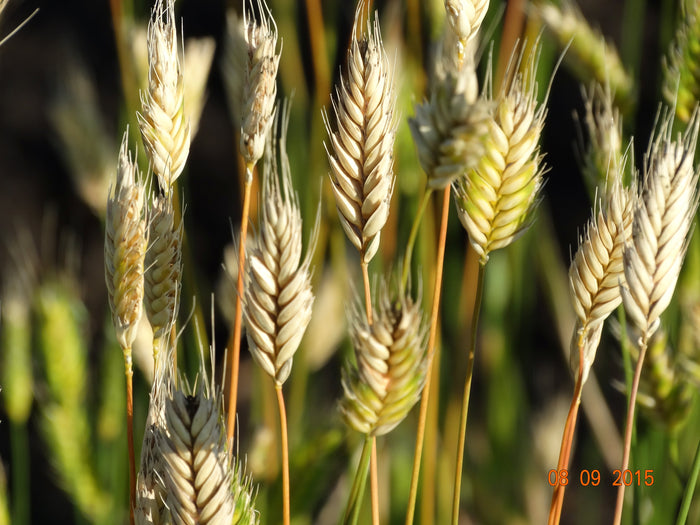 Einkorn Wheat - ‘Blé Dur Arcour’