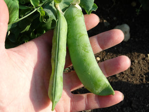 Large Manitoba Pea