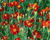 Linnaeus Burning Embers Marigold