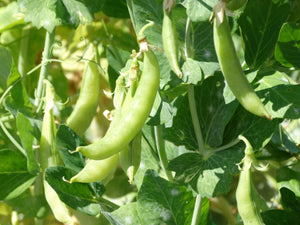 Risser Sickle Pea (1700's)