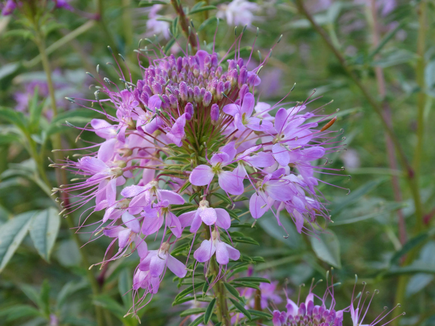 rocky mountain bee plant seeds Rocky Mountain Bee Plant from Heritage Harvest Seed