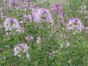 Rocky Mountain Bee Plant (Cleome serrulata)