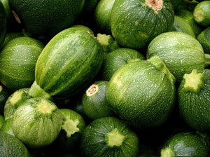Ronde de Nice Zucchini (C.Pepo)