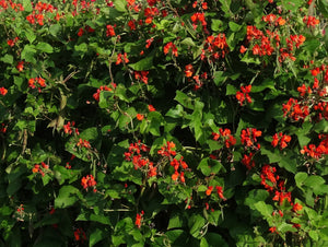 Heirloom Bean Seeds - Runner - (Phaseolus coccineus)
