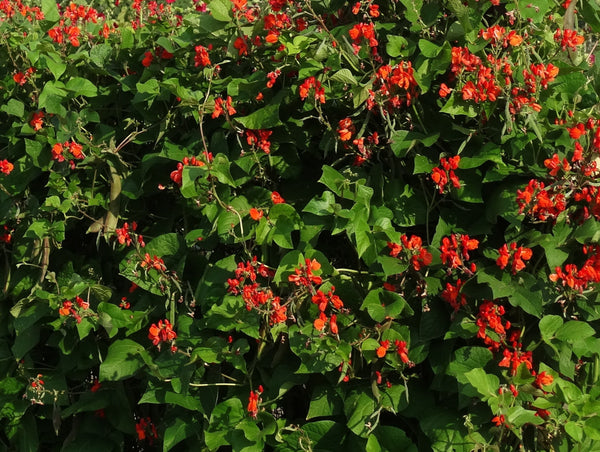 Heirloom Bean Seeds - Runner - (Phaseolus coccineus)