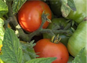 Russian Saskatchewan Tomato