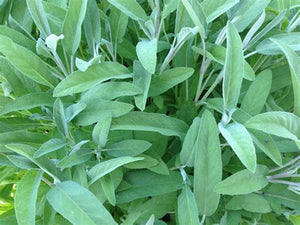 Sage