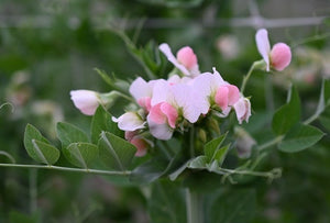 Salmon Flowered Crown Pea