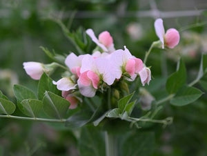 Salmon Flowered Crown Pea